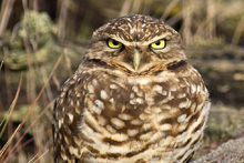 Burrowing Owl